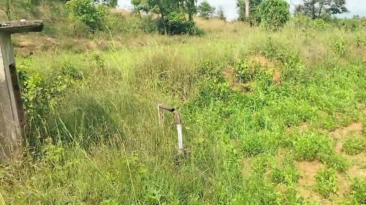 25 gunt Agriculture Farm land for sale  ph 8971607967.