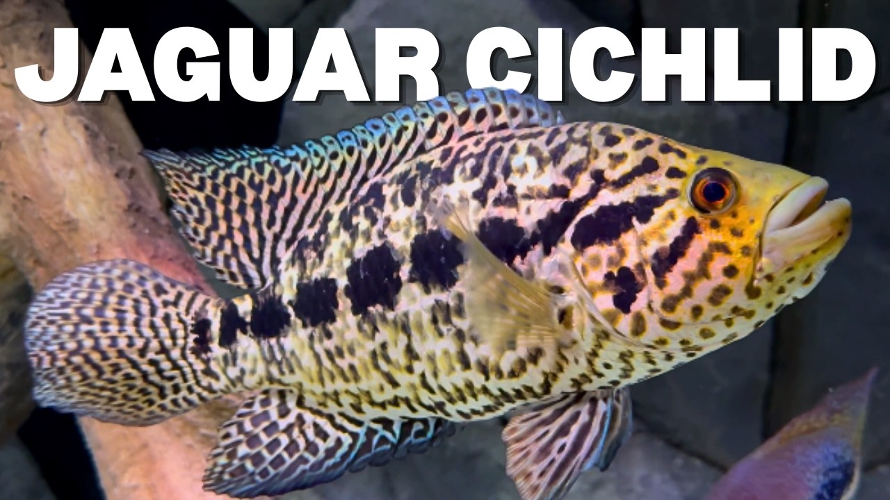 Jaguar Cichlid Care Guide: Tank Size, Tank Mates, Diet & Breeding