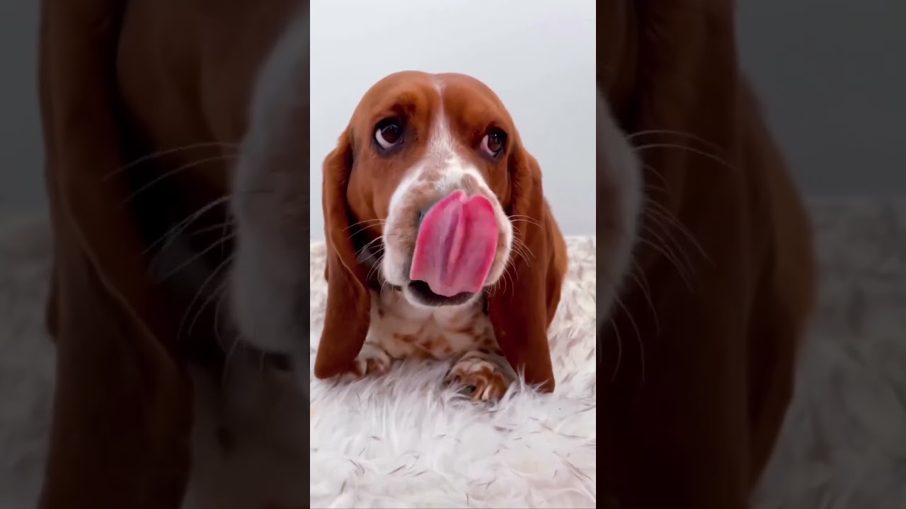 I&rsquo;m sorry for what I said when I was hungry 🥺 #sassy #sassmouth #bassethound #basshole #hangry