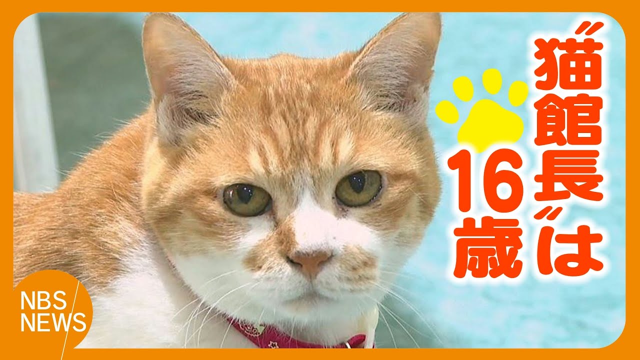 「長生きしてね」映画館の“猫館長”は16歳