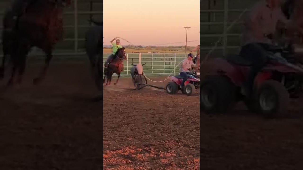 Roping Cows￼