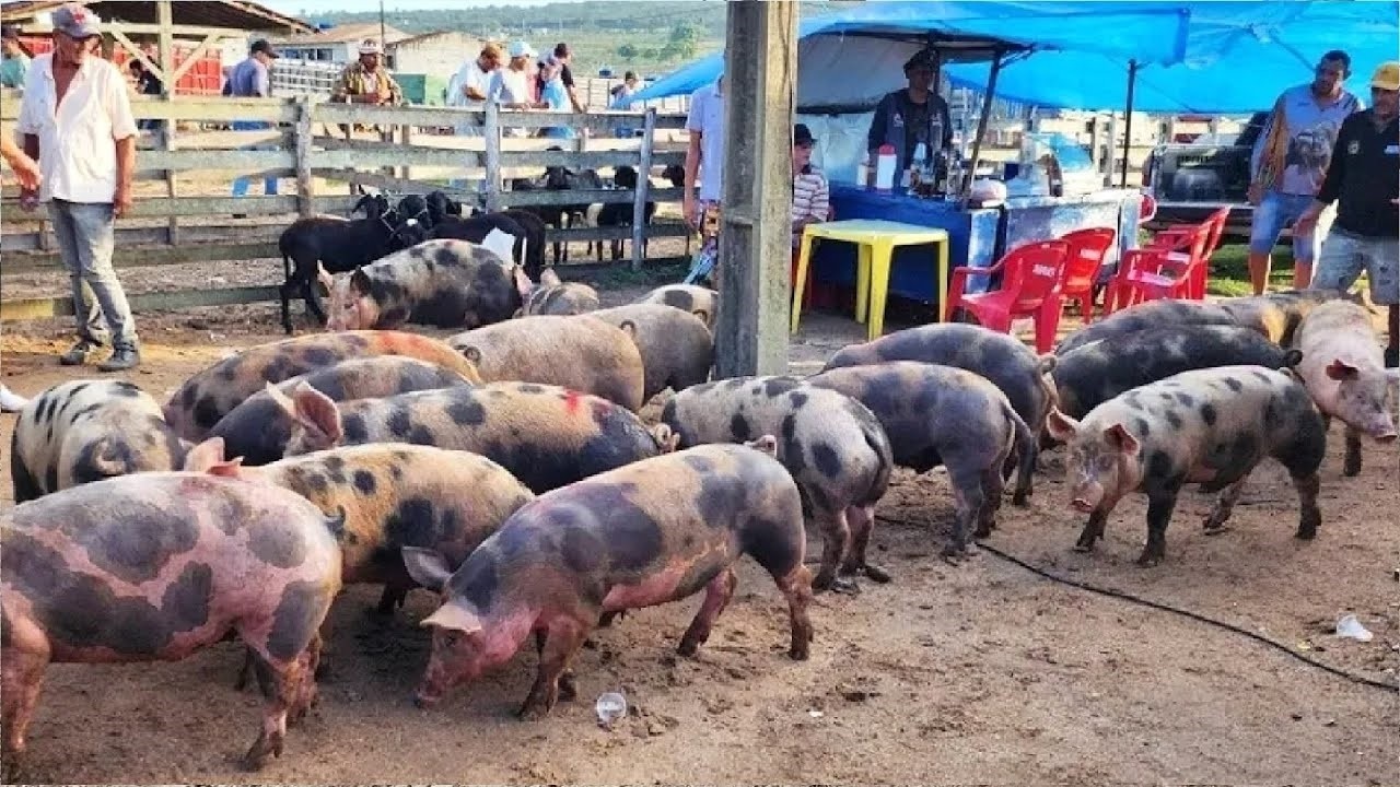 FEIRA DE SUÍNOS EM CAPOEIRAS-PE  20-03-2026 #nordeste