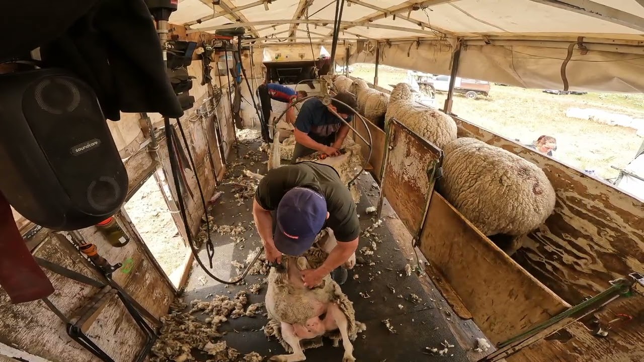 Shearing Run In Idaho 2, USA, May 2022