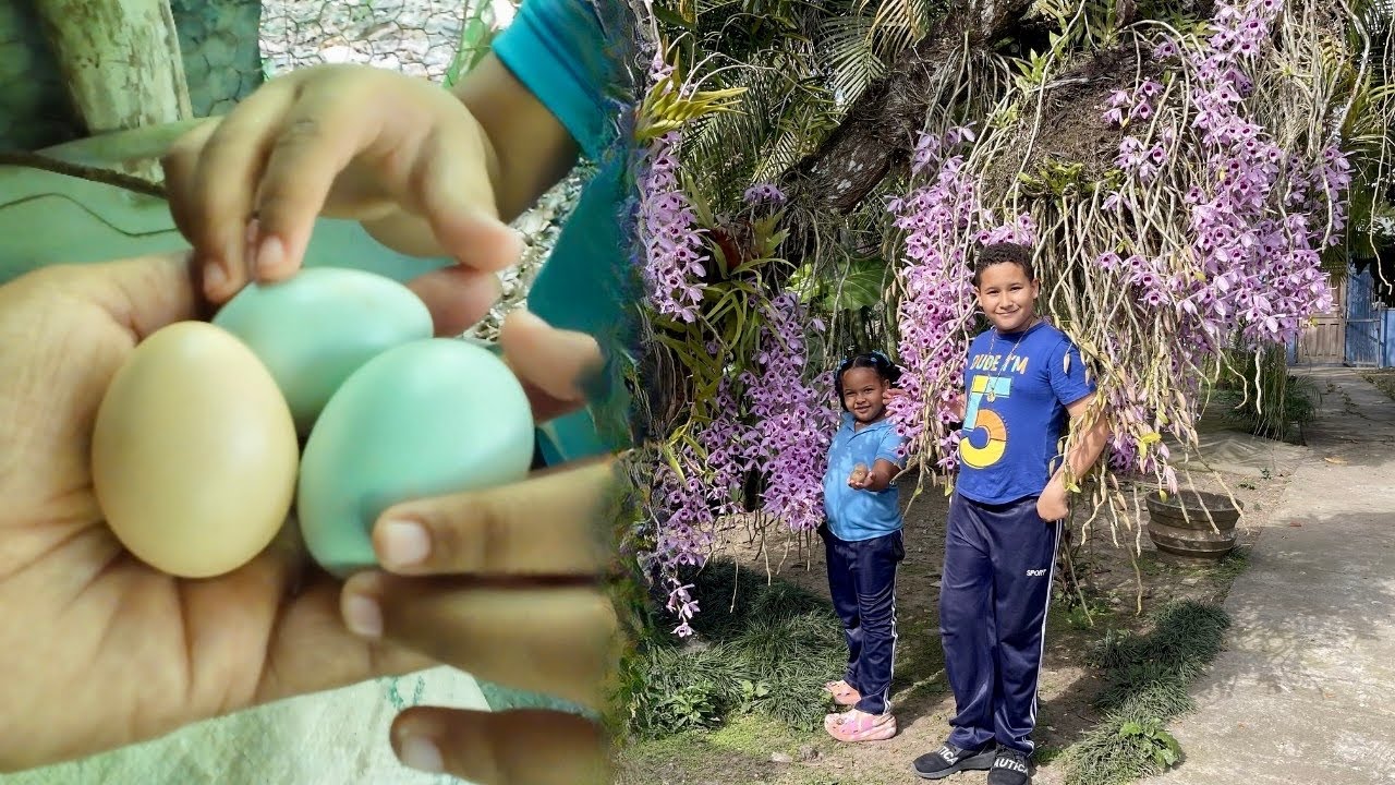 Encontramos huevos AZULES en el campo de República Dominicana 
