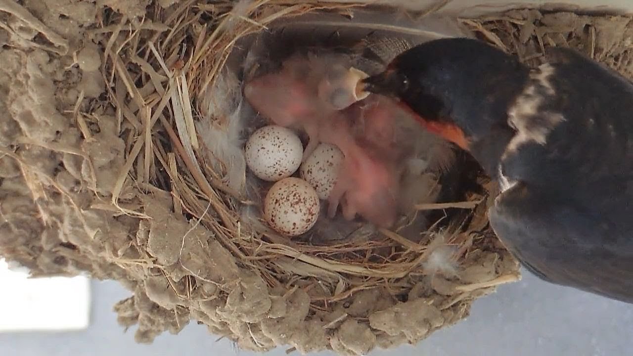 20170526 ツバメの子育て 最初の雛が誕生してから１日経ちました