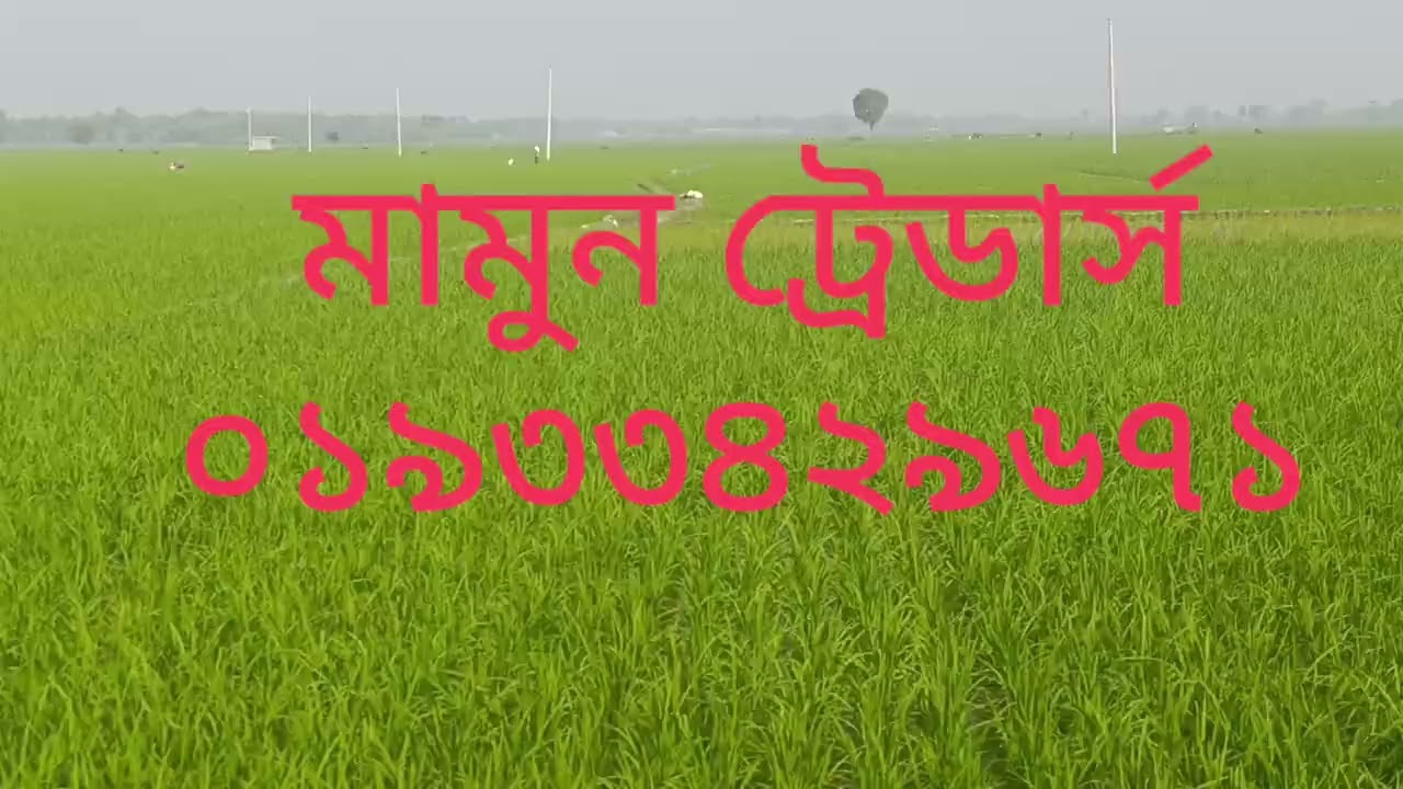 বোর মৌসুমে সব চাইতে উচ্চ ফলন শীল জাত রড মিনিকেট। 