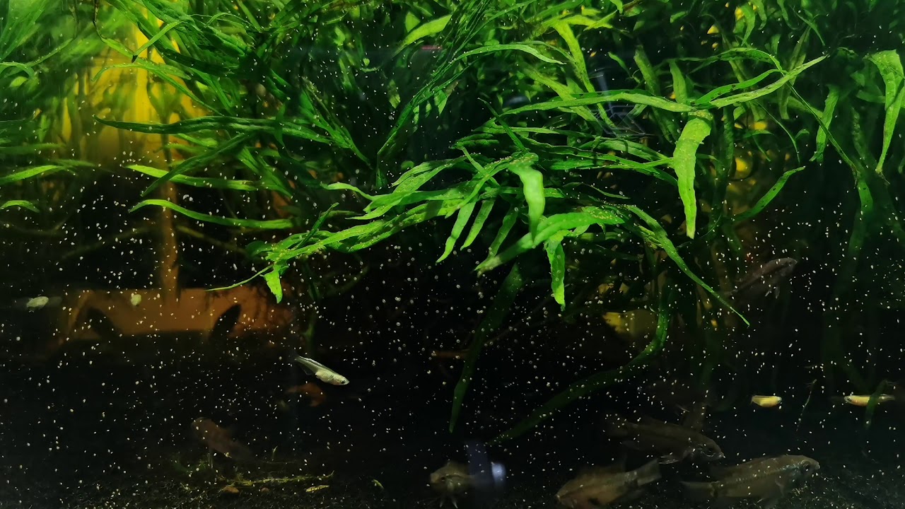 Oryzias Latipes (Platinum Rice Fish)