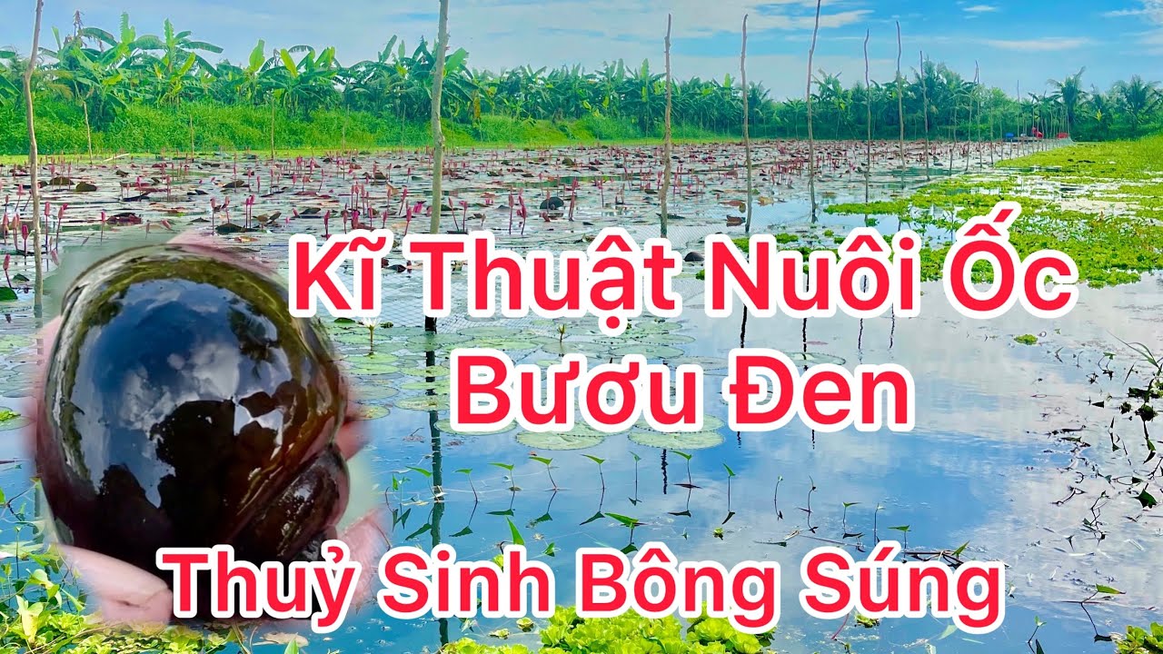 Nu&ocirc;i Ốc Bươu Đen , Ốc Nhồi Ao Lớn  Thủy Sinh B&ocirc;ng S&uacute;ng