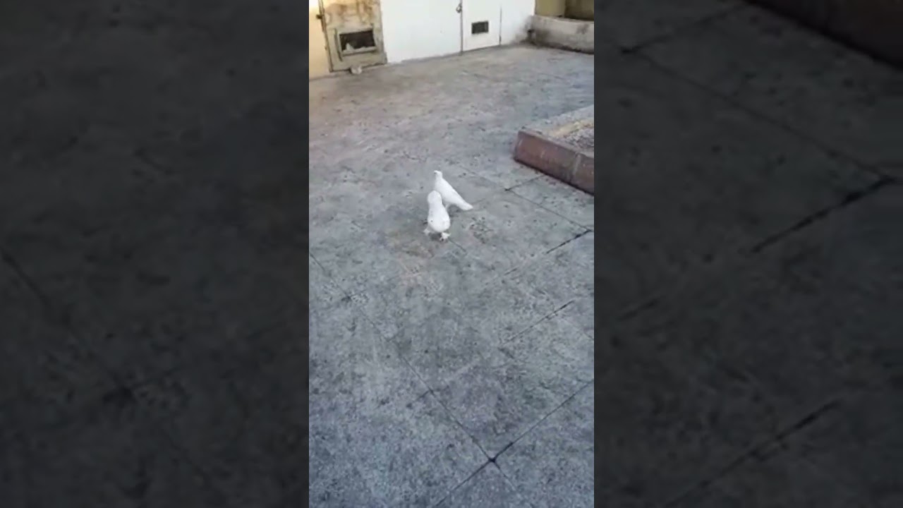 arkatepe (takkalı) beyaz g&uuml;vercinler #g&uuml;vercin #g&uuml;vercinvideoları #oyunkuşu #taklacı  #pigeon