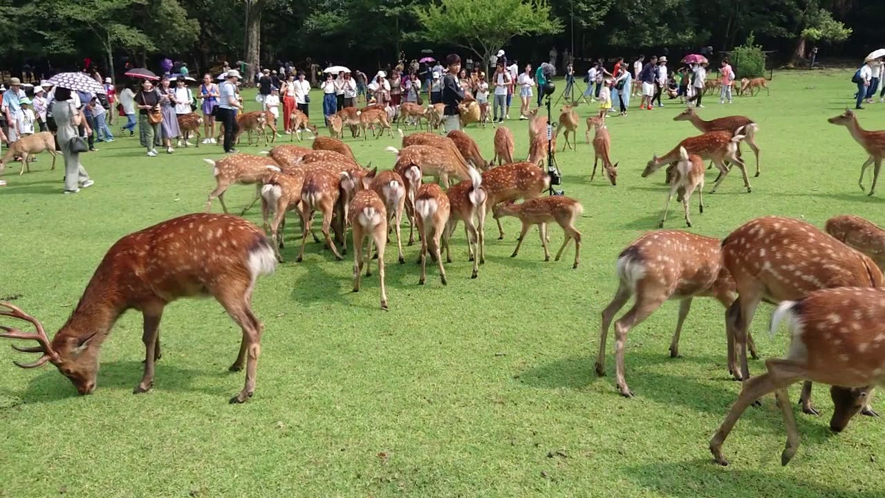 奈良公園　日曜日は週に一度の鹿寄せの日