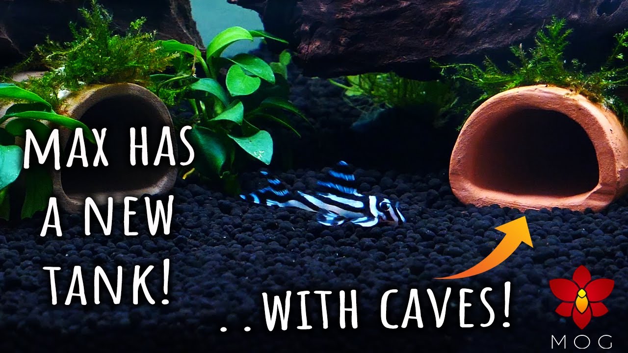 Zebra Plecos are easy to keep.. so I'm getting more! 🤭 - Update on Max the Zebra Pleco & Final Setup