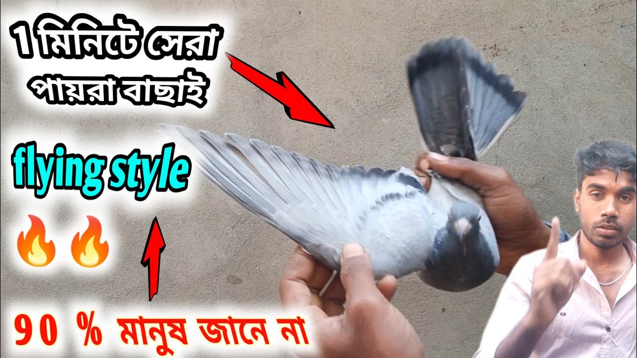 অতি সহজে ভালো পায়রা চেনার উপায় 🤔🤔 । Pigeon flying style identify😍।