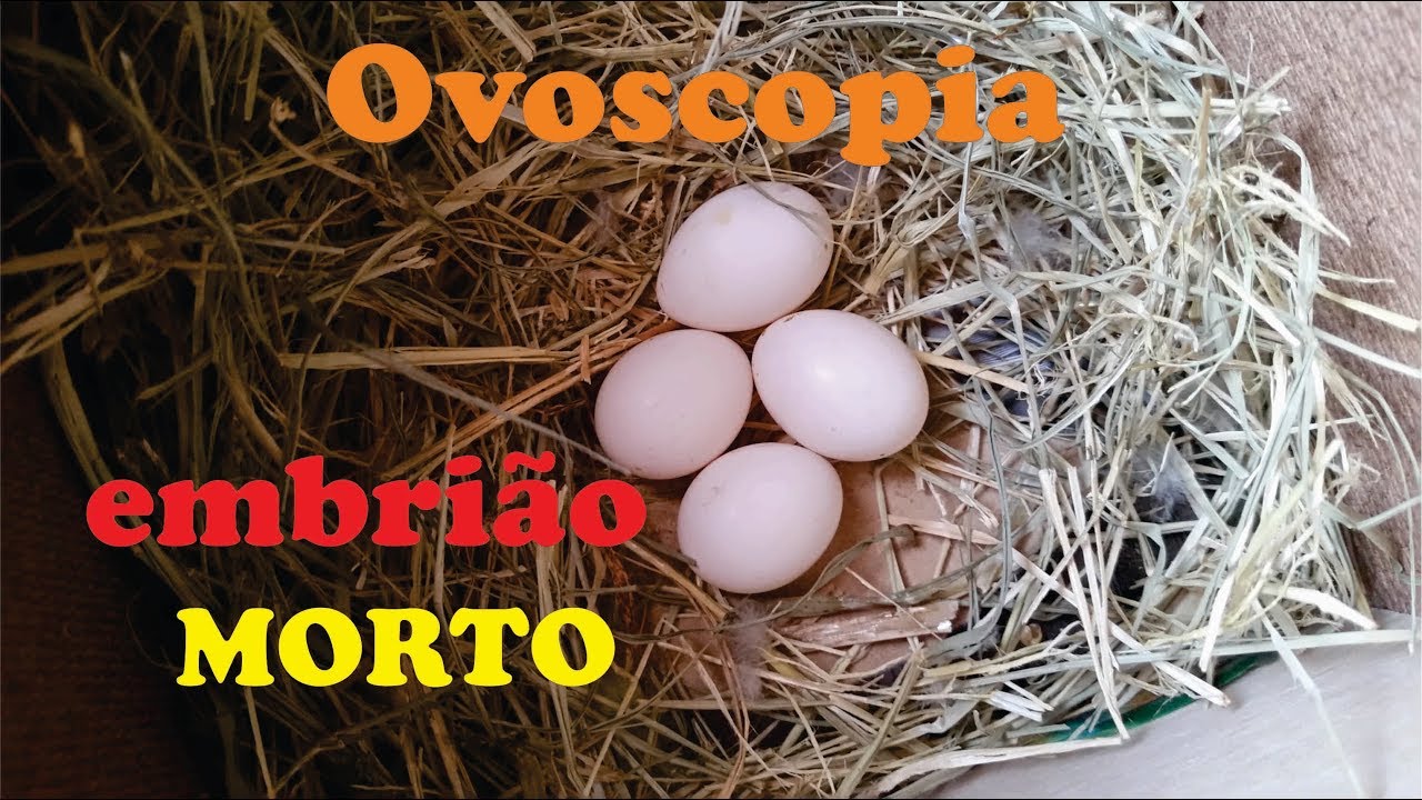 OVOSCOPIA - Embrião MORTO