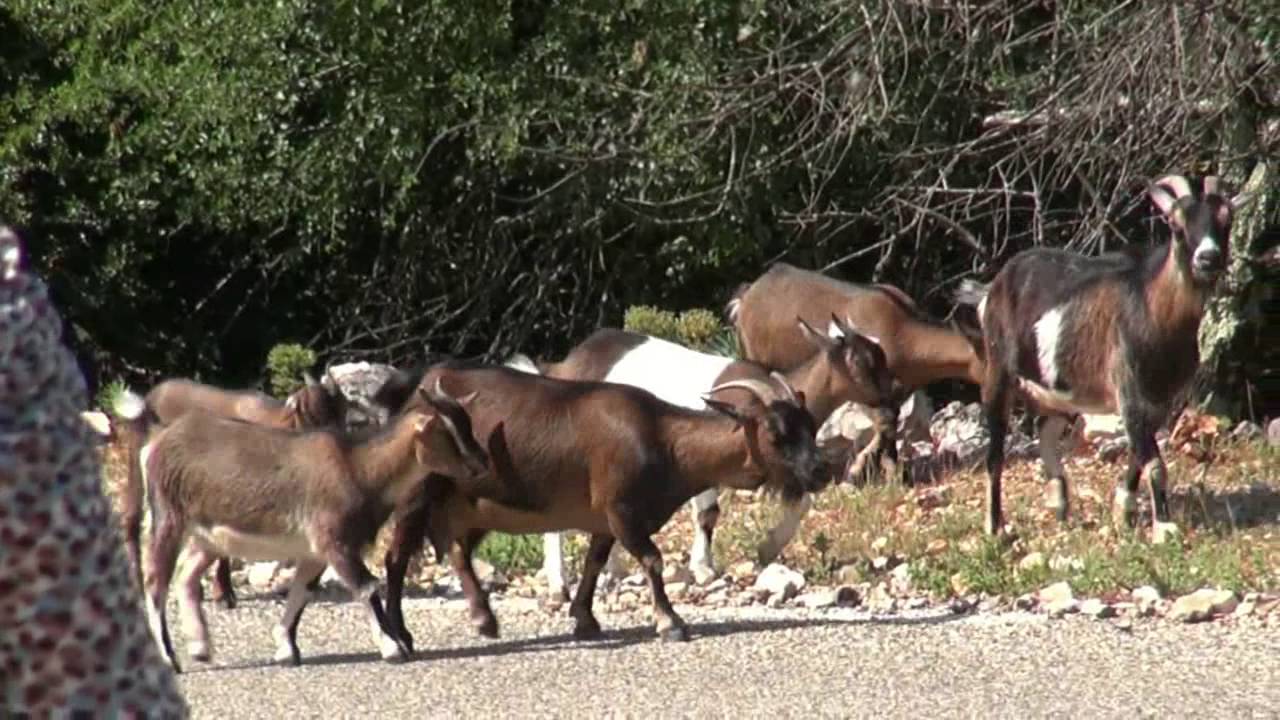 Les chèvres de l'Ardèche