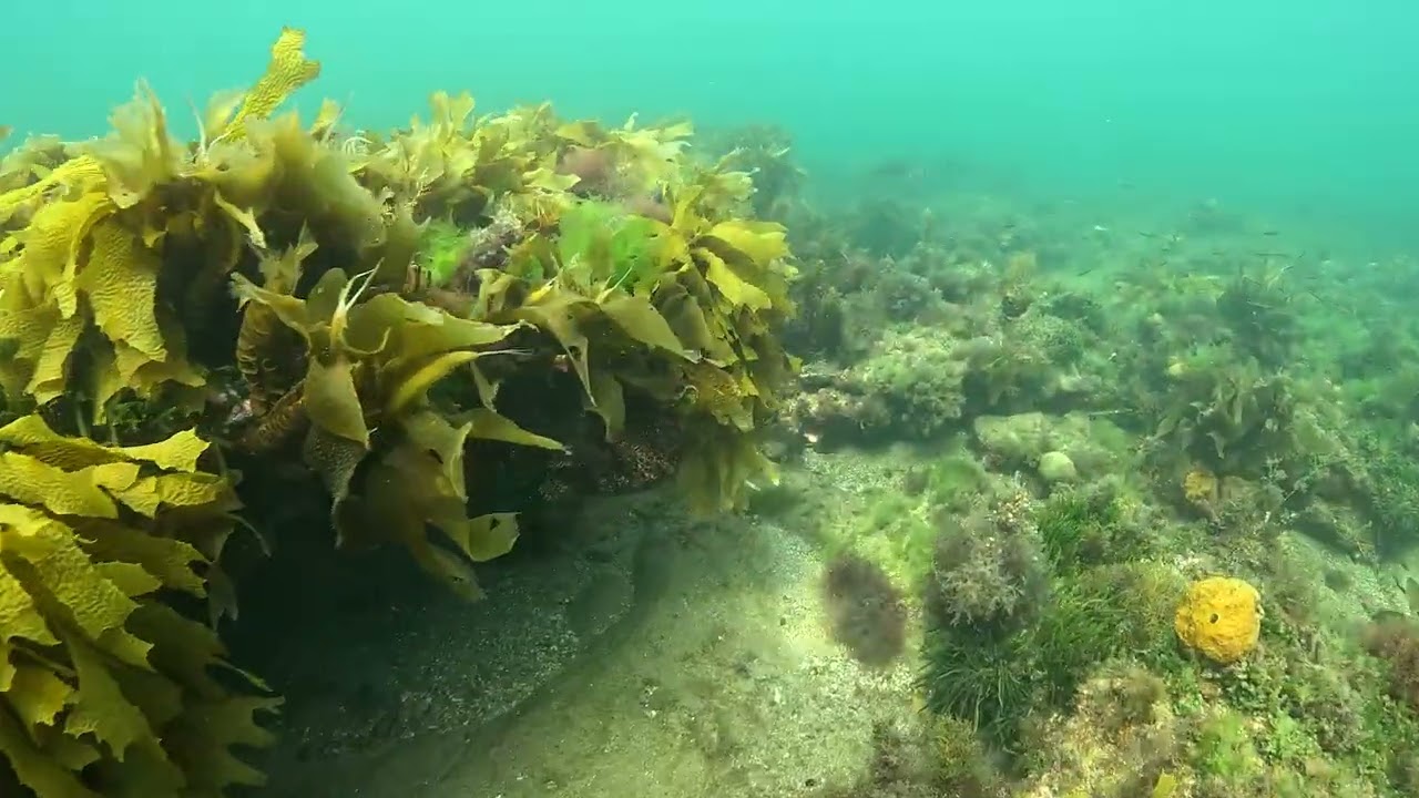 Sea Urchin damage at the Ricketts Point Marine Sanctuary - 2015 to 2026