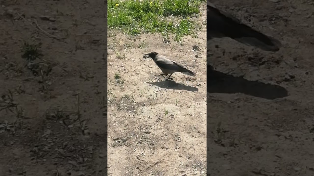 Яйцо для Толстухи #вороны / Quail egg for Big Lady #crow