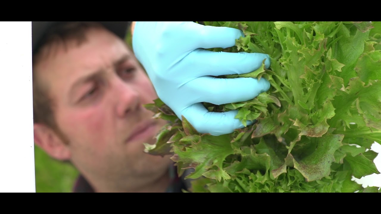 Smart LED Grow Lights Used at Blue Roots Farm to Automate Greenhouse Light Levels