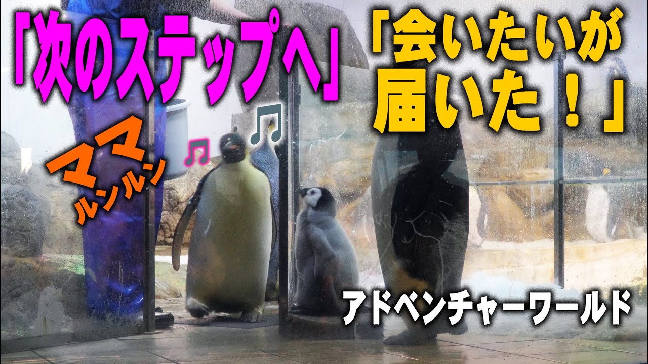 【次のステップへ・ママもきたじょ～】ごはんタイムでママとの合流日常スタート！エンペラーペンギン赤ちゃんポンポコリン
