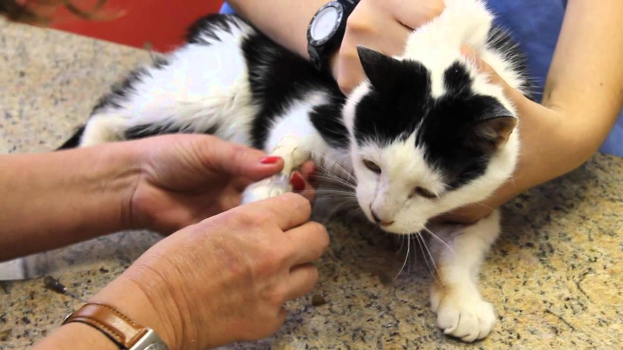 Contenção Veterinária: Gatos