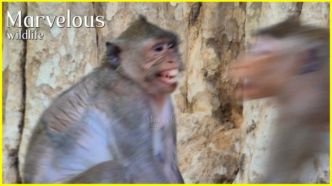 Jazzy u/nablee accept, Brighten don't want a relationship​ with other monkeys of high rank