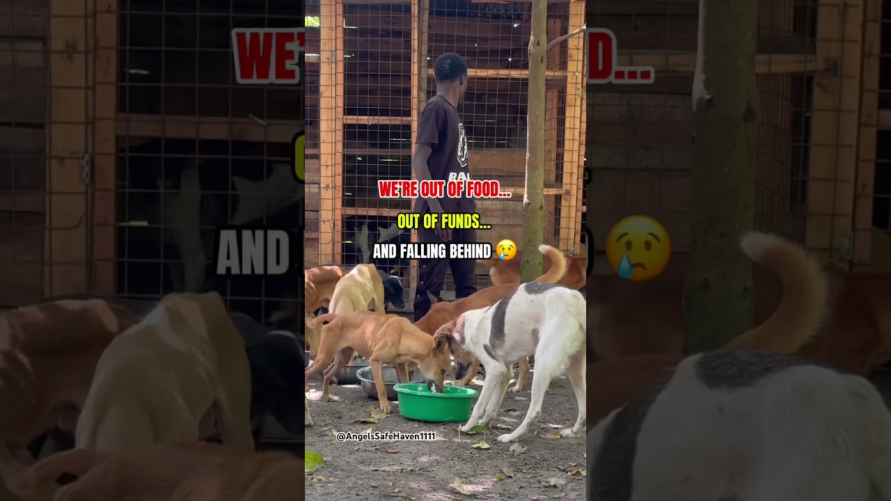 Forgotten Rescue Dogs Starving Shelter in Crisis Needs Your Help #rescuedog #animalrescue #straydogs