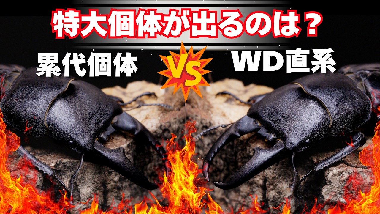 デカくなるのはどっちだ？累代個体と WD血統を徹底考察！本土ヒラタクワガタ編。