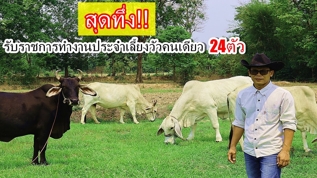 ไม่ยากถ้าใจรักเคล็ดลับวิธีเลี้ยงวัวแบบฉบับคนรับราชการทำงานประจำของตาสุบรรณฟาร์มวัว24ตัวเลี้ยงคนเดียว