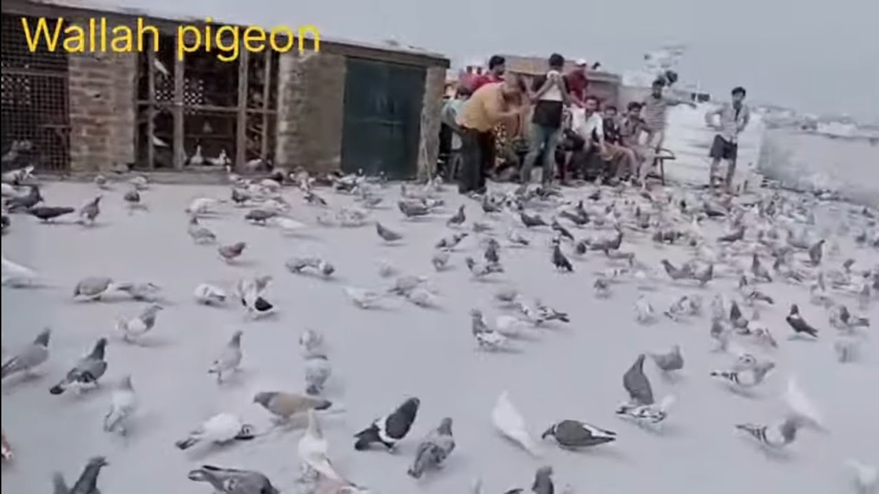 🕊️ उस्तादों के खलीफा लखनऊ के खलीफा#viral #pigeon #youtube