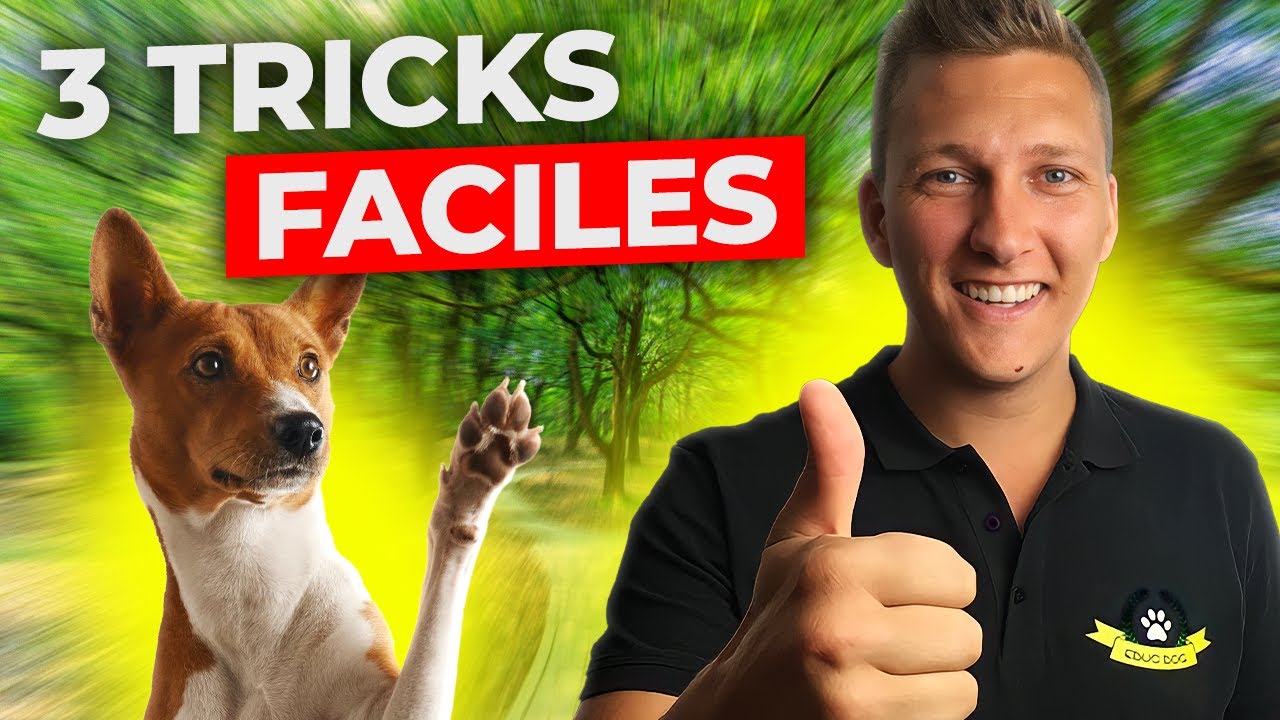 Education chien : 3 tricks à lui apprendre RAPIDEMENT