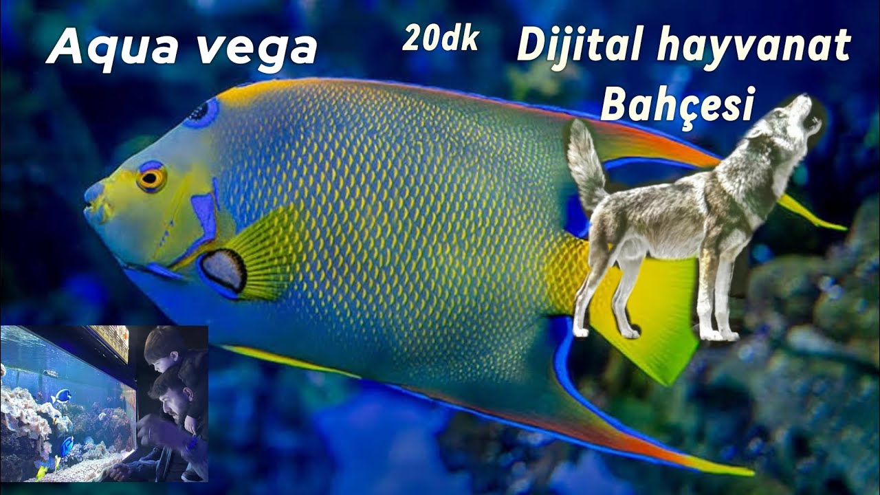 Aqua vega ve Dijital hayvanat bahçesi
