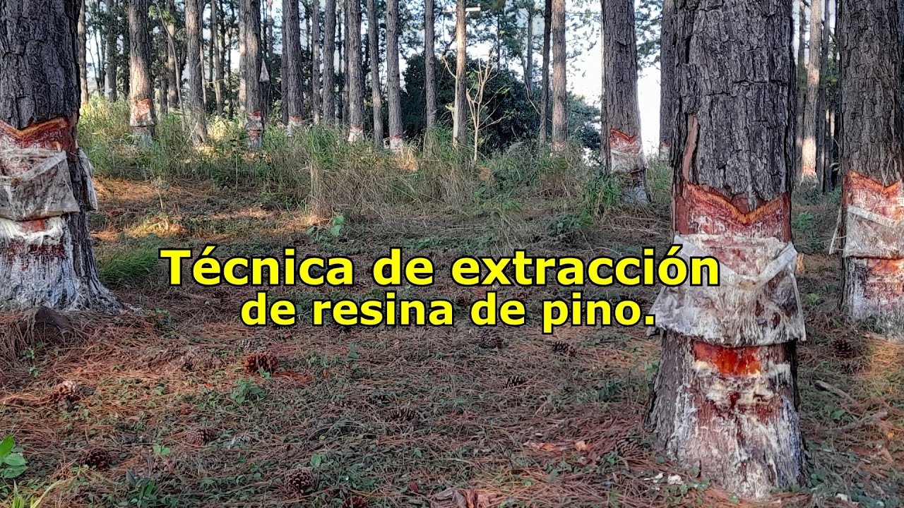 Técnica de extracción de resina de pino | Pinus elliottii