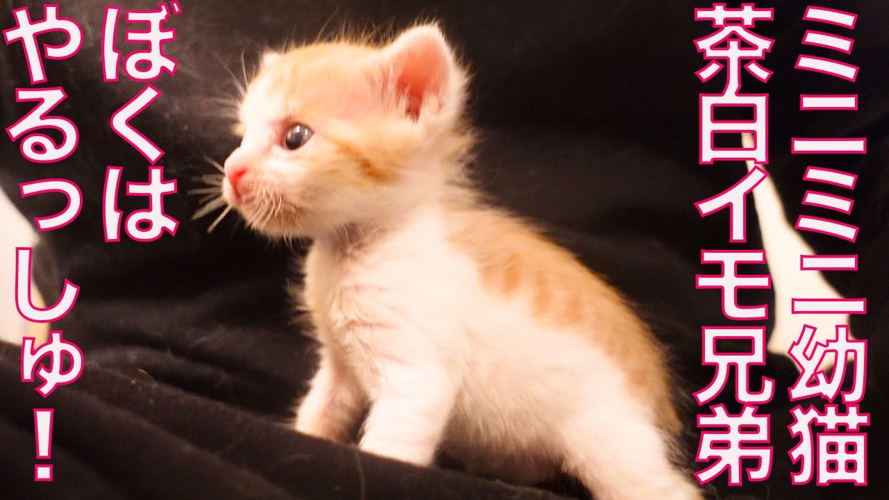 ミニミニ幼猫イモ兄弟、初めての○○を達成する The too-small kitty was growing up steadily.