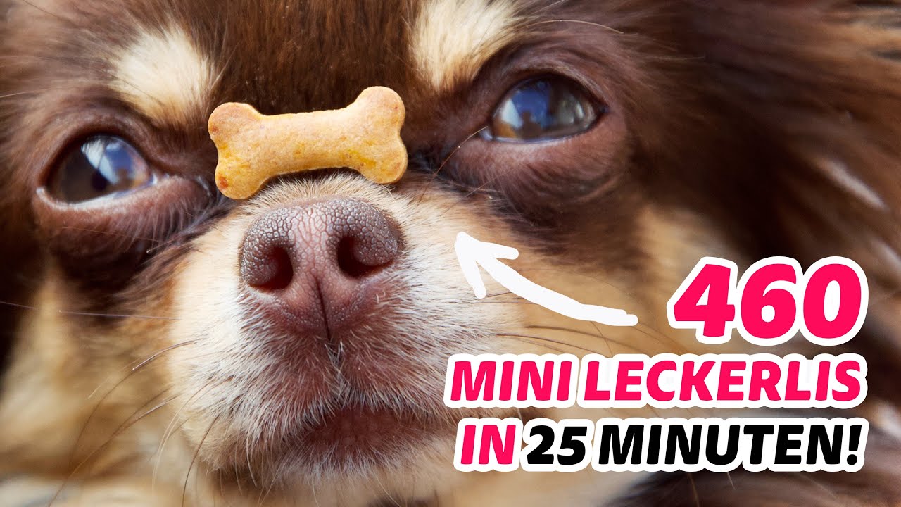 Hunderte Hundekekse in 25 Minuten backen! Du bestimmst die Zutaten. Hundeleckerlis aus der Backmatte