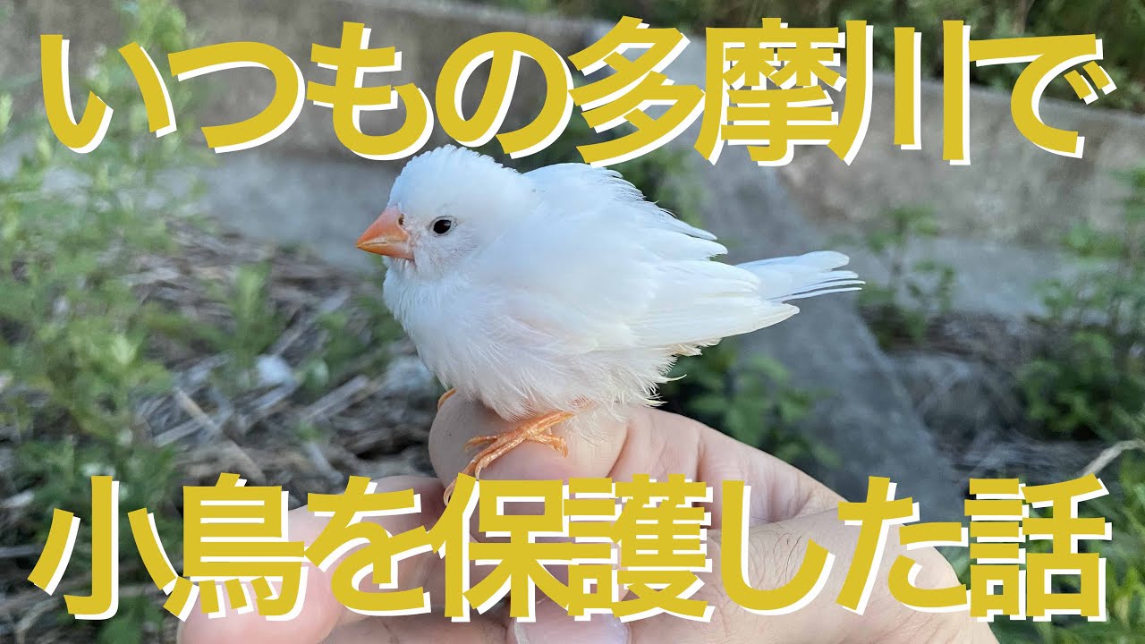 【多摩川】白い小鳥を保護した話【キンカチョウ】