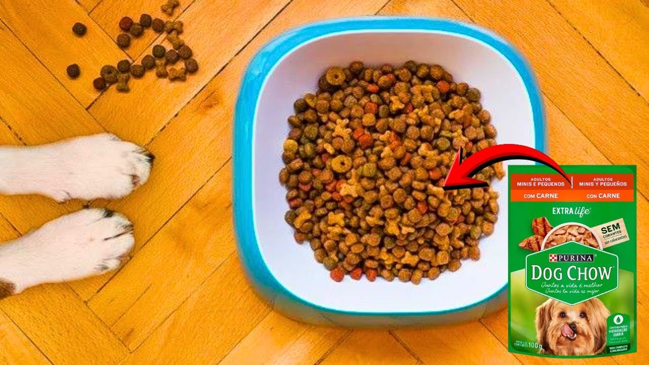 EXISTE UM SEGREDO EM DAR RAÇÃO PARA CACHORRO
