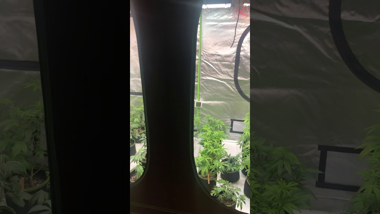 Quantum board 4x8 tent update 8/25/19