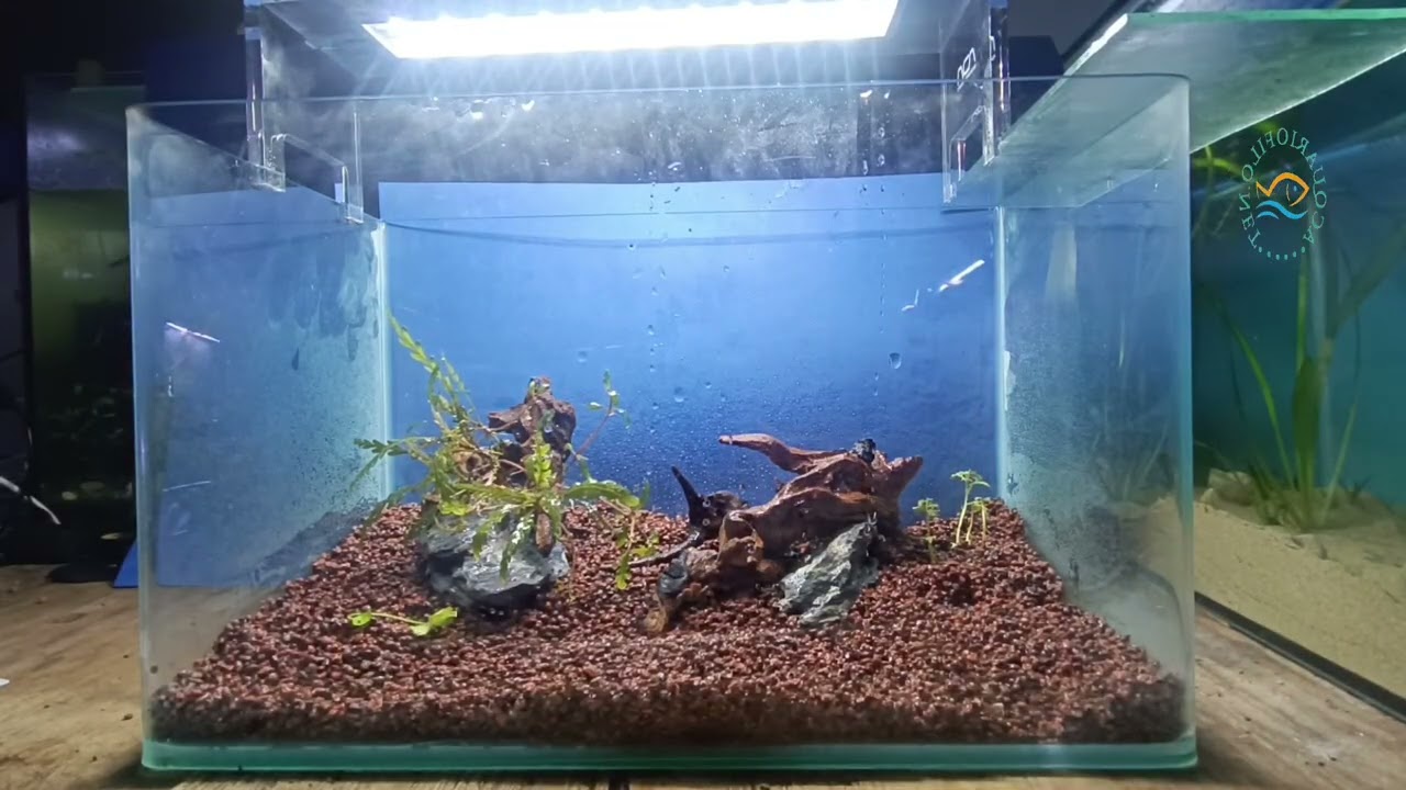 Aquascape 
