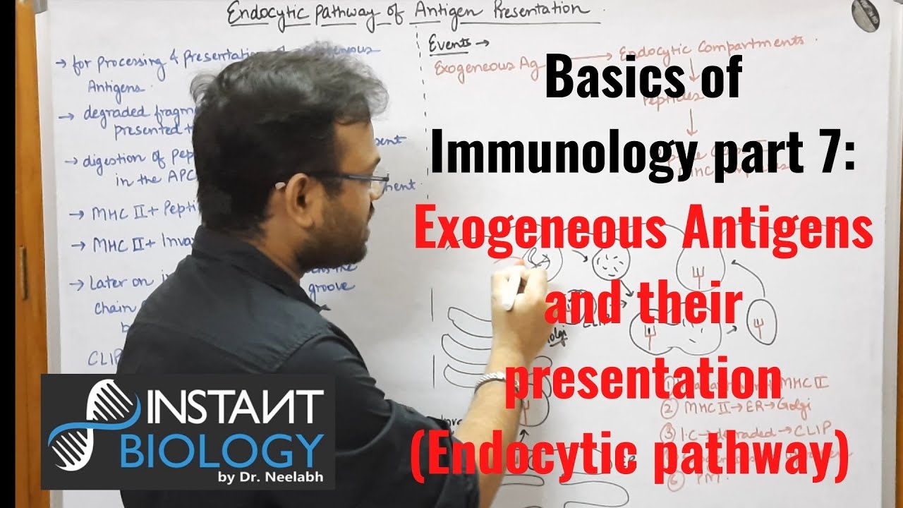 Basics of Immunology Part 7: Exogeneous Antigens and their presentation (Endocytic Pathway)