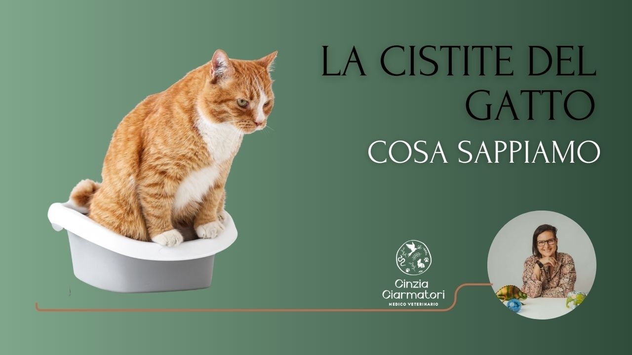 La cistite del gatto