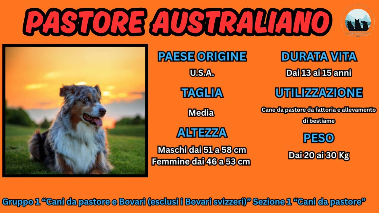 PASTORE AUSTRALIANO - SCOPRIAMO LA RAZZA