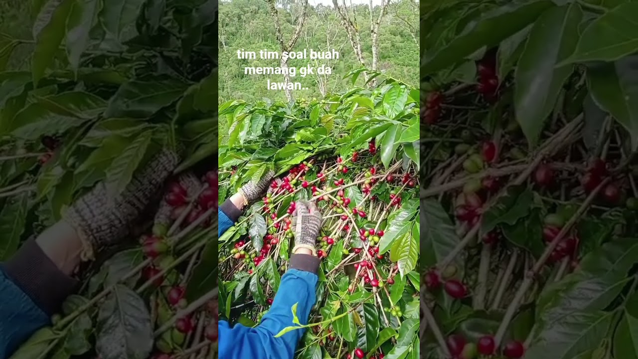 buah kopi tim tim bisa satu kantong #timtim #kopigayo #gayo #feedshort ##lfl #bb #notyou