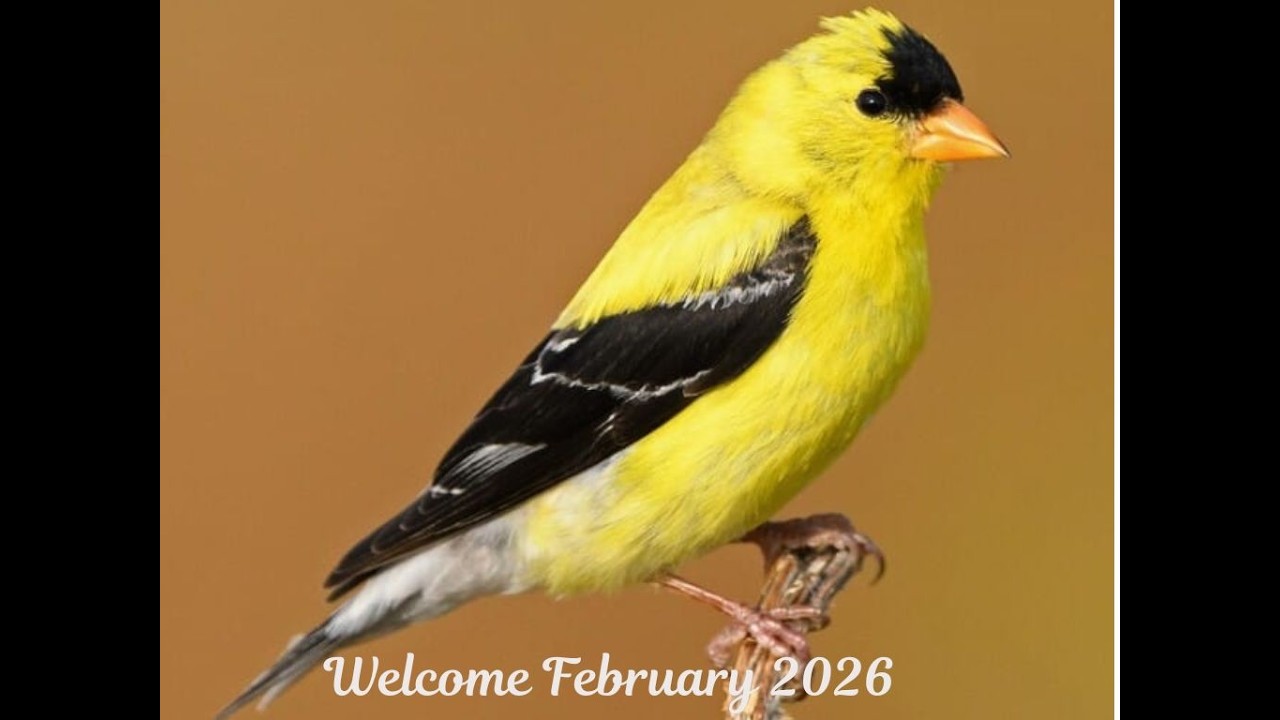Live in East TN - 02/14/2026  #animals  #wildlife #nature - Happy Valentine's Day❣️