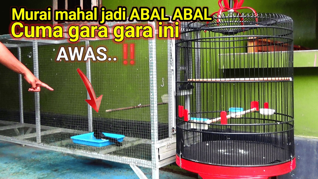 BAHAYA | murai batu MAHAL jadi Abal abal cuma gara gara ini ‼️