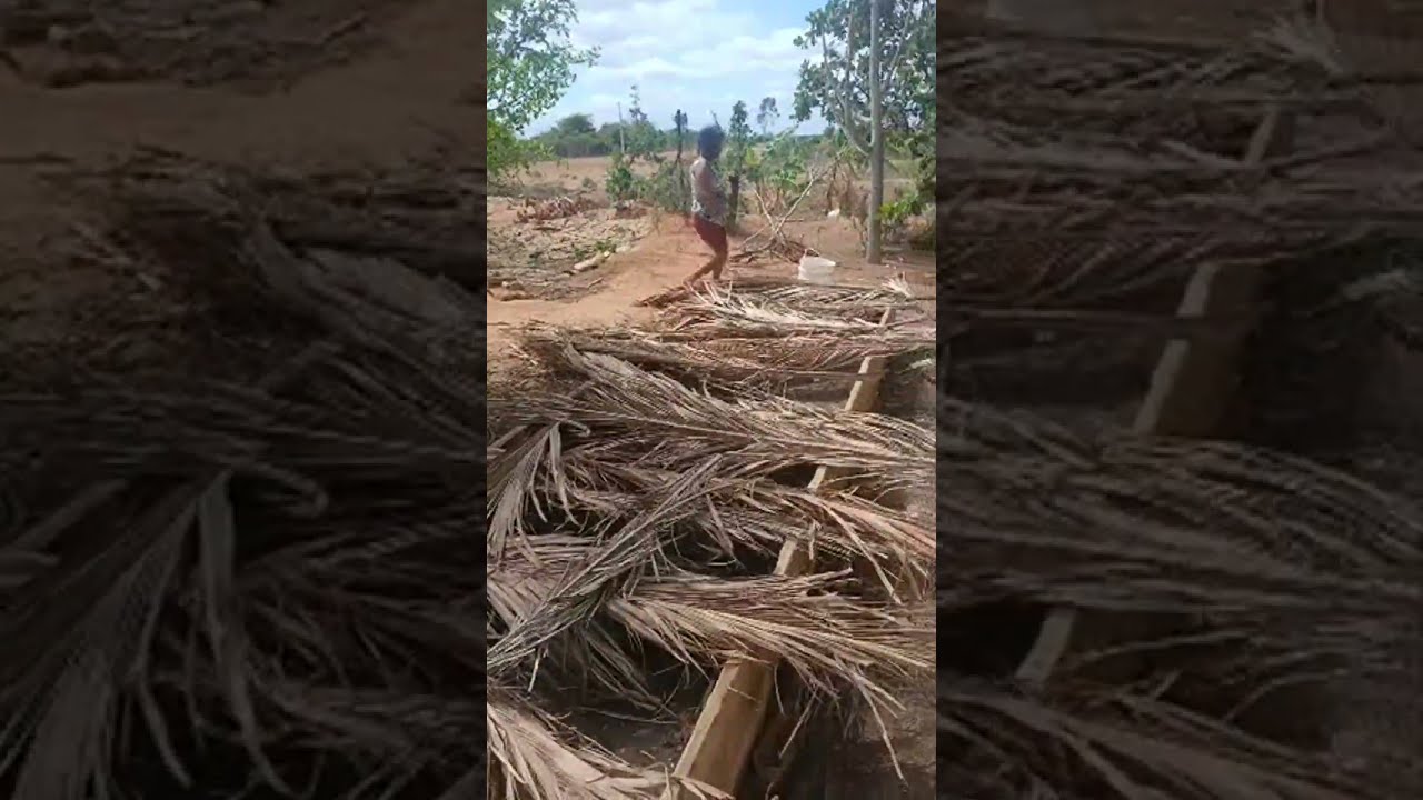 como plantar coentro