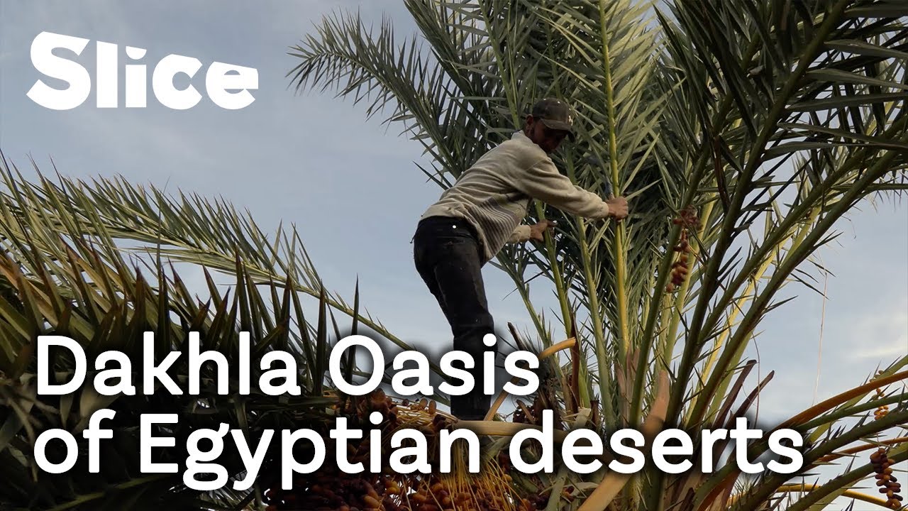 The oasis in the most feared desert of Egypt | SLICE