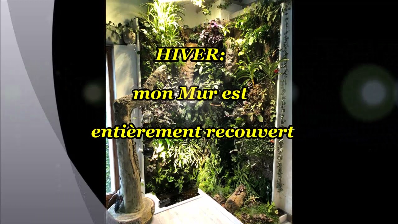 Evolution de mon Mur Végétal Aquaponique d'Intérieur - Alain JOLY