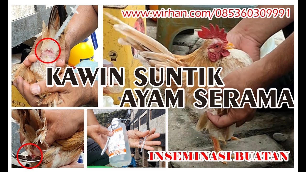 Inseminasi Buatan Ayam Serama