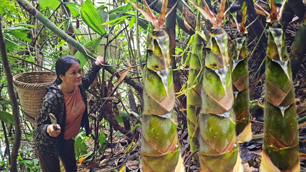 Harvest giant bamboo shoots, preserve them and make sour bamboo shoots. A lucky day
