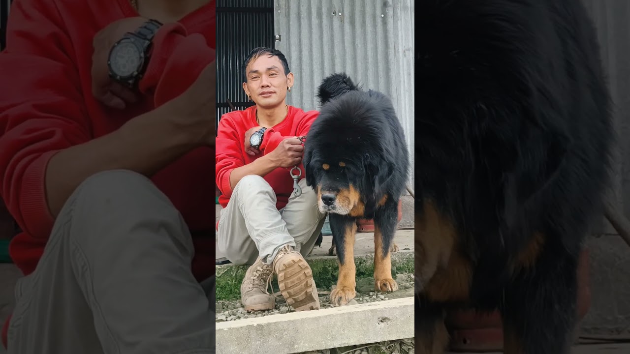 Only One Tiger Of Nepal || Bhote Kukur || Tibetan Mastiff Native In Nepal || #shorts