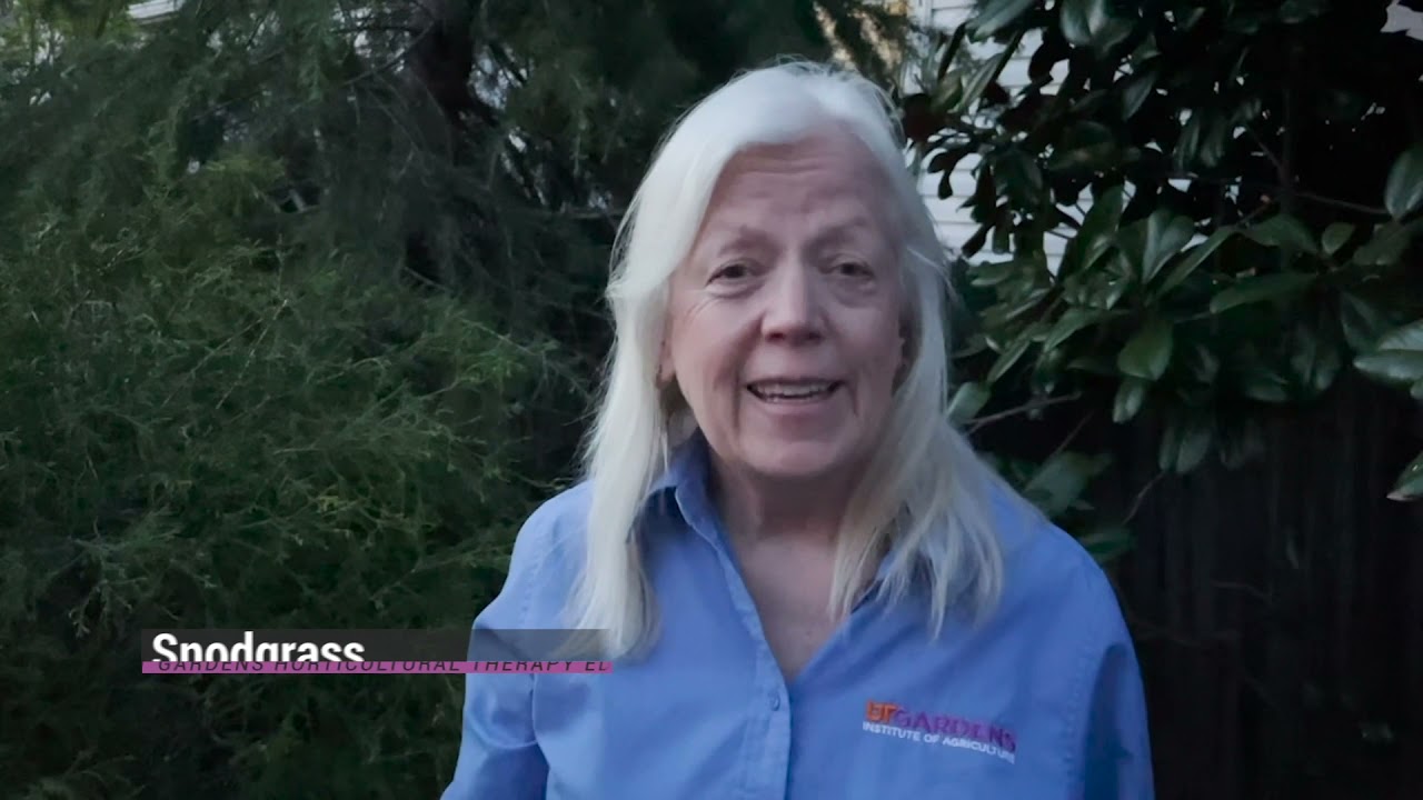 Gardening with Sue Hamilton, Director Emerita of the UT Gardens